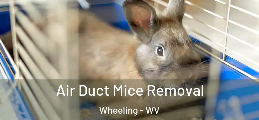 Air Duct Mice Removal Wheeling - WV